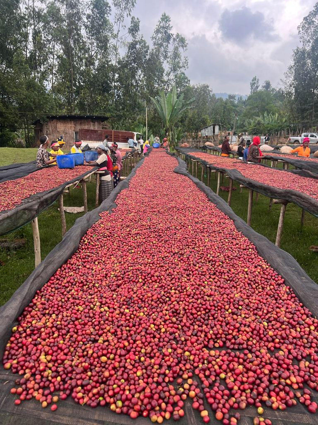 Ethiopia Hambela Buku Abel G1