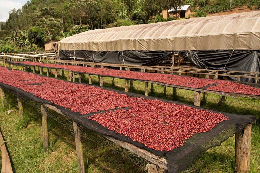 Rwanda Gitwe Panda Lot 1159